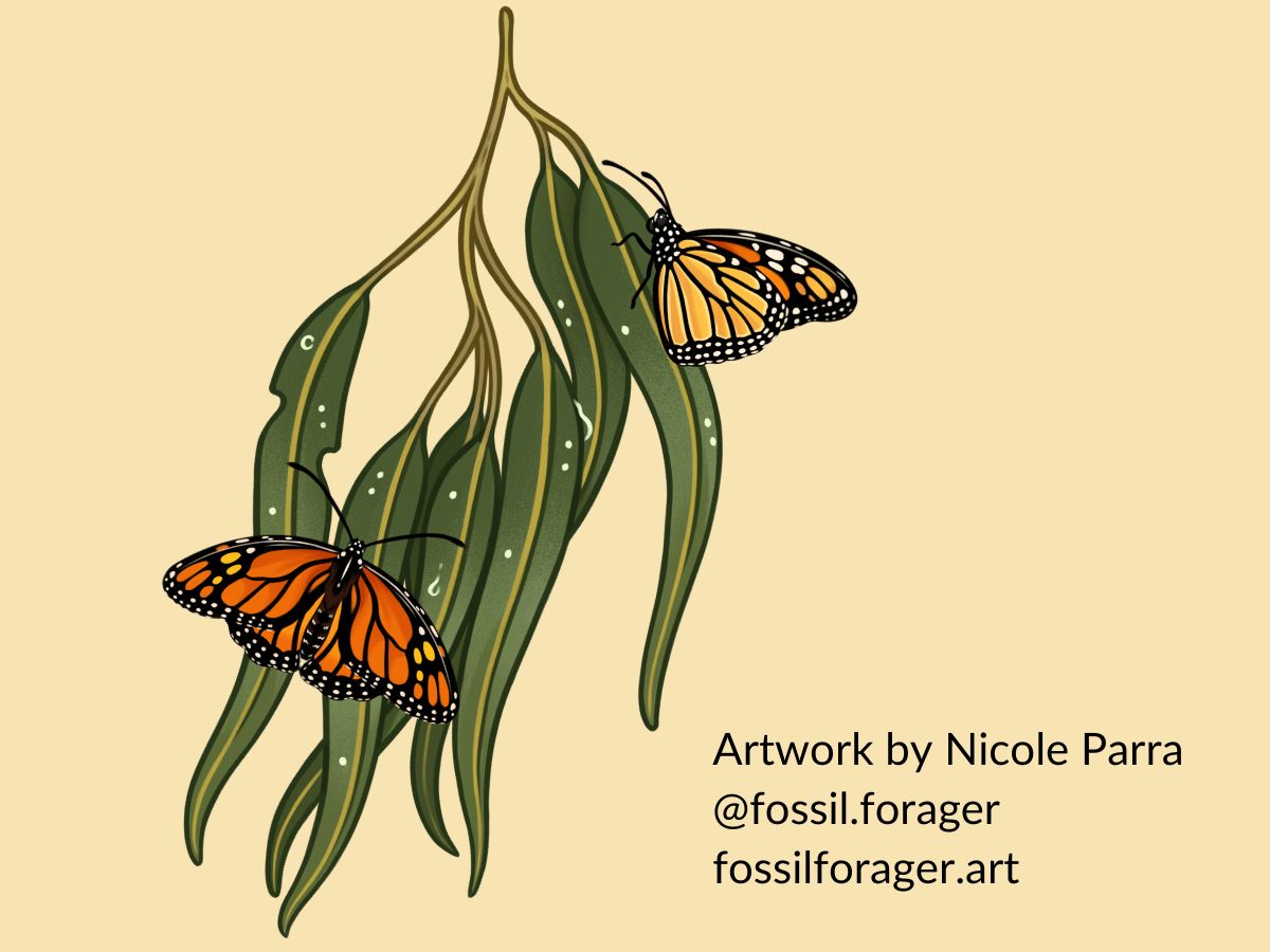 Overwintering monarch butterflies by Nicole Parra