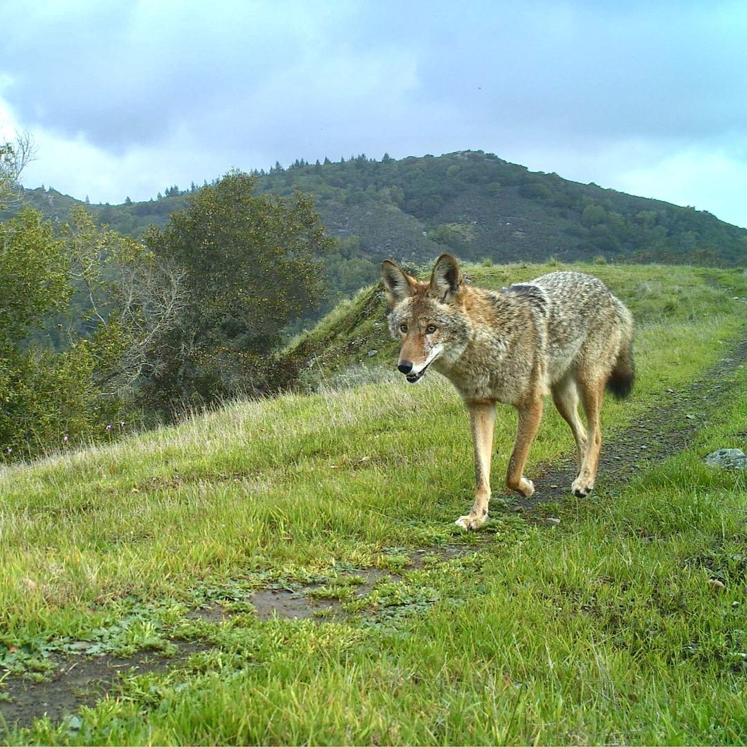 Coyote observed by a Marin Wildlife Watch camera