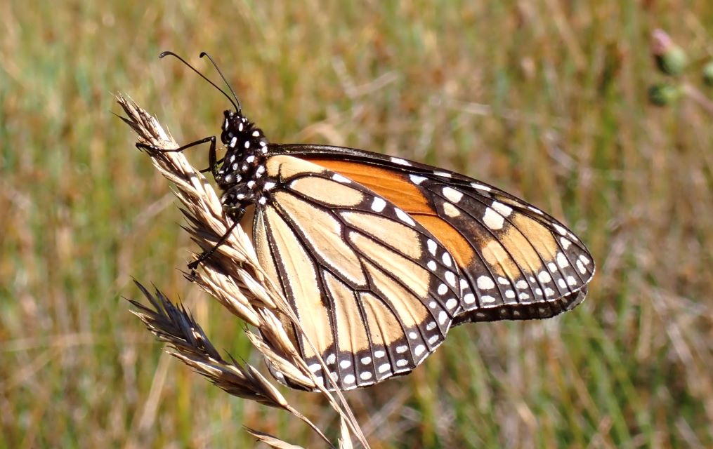 Monarch butterfly. Nicole Parra/Parks Conservancy