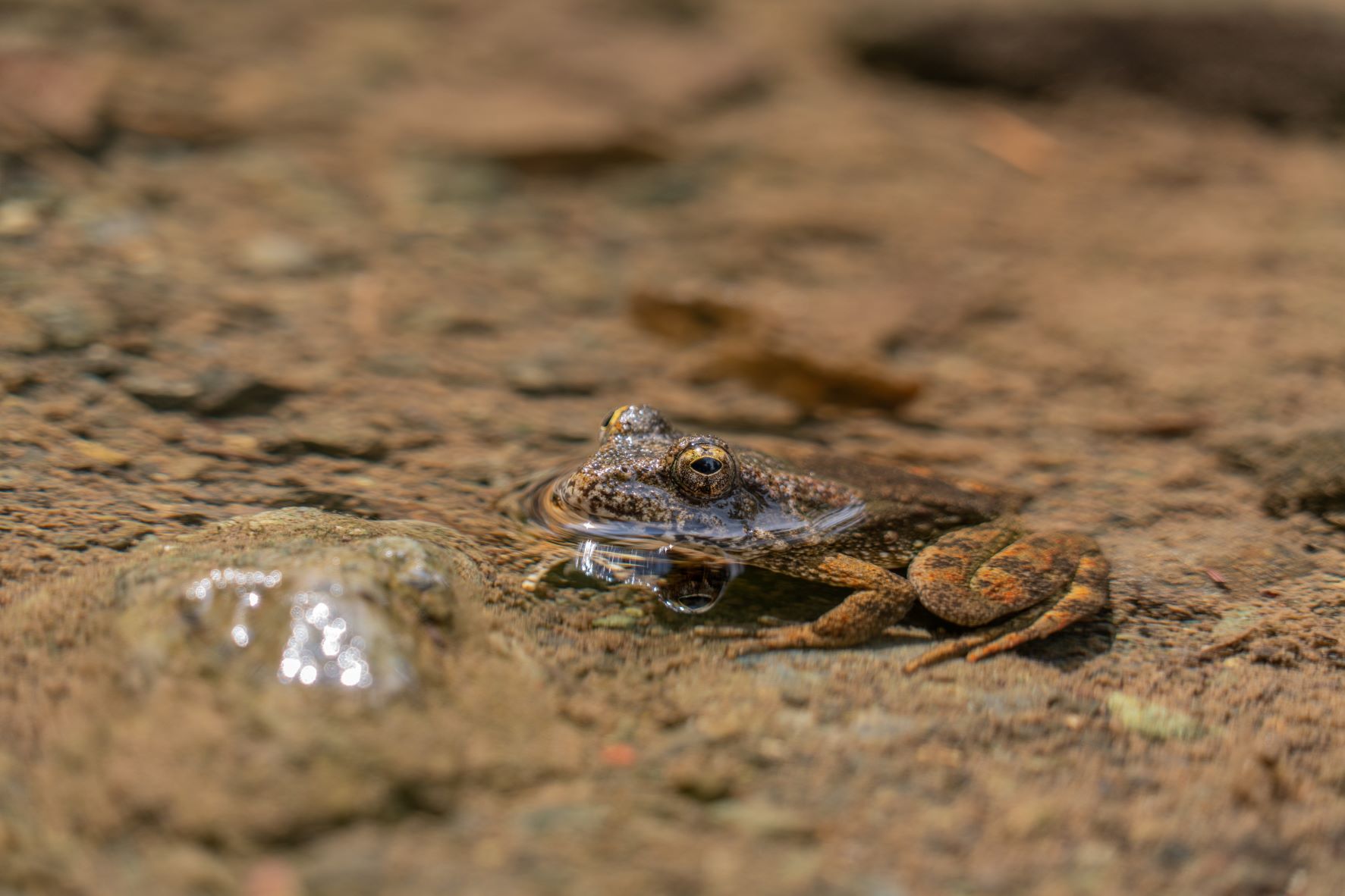 Foothill yellow-legged frog by Ben DeDominic
