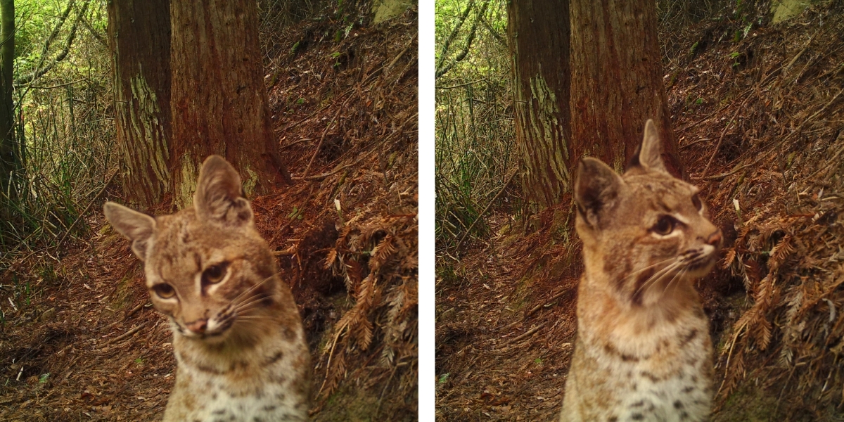 Two portraits of a bobcat from a Marin Wildlife Watch camera