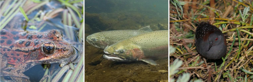 CA red-legged frog, steelhead trout, CA black rail