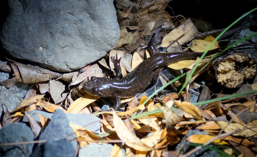 California Giant Salamander. Photo: Paul Myers