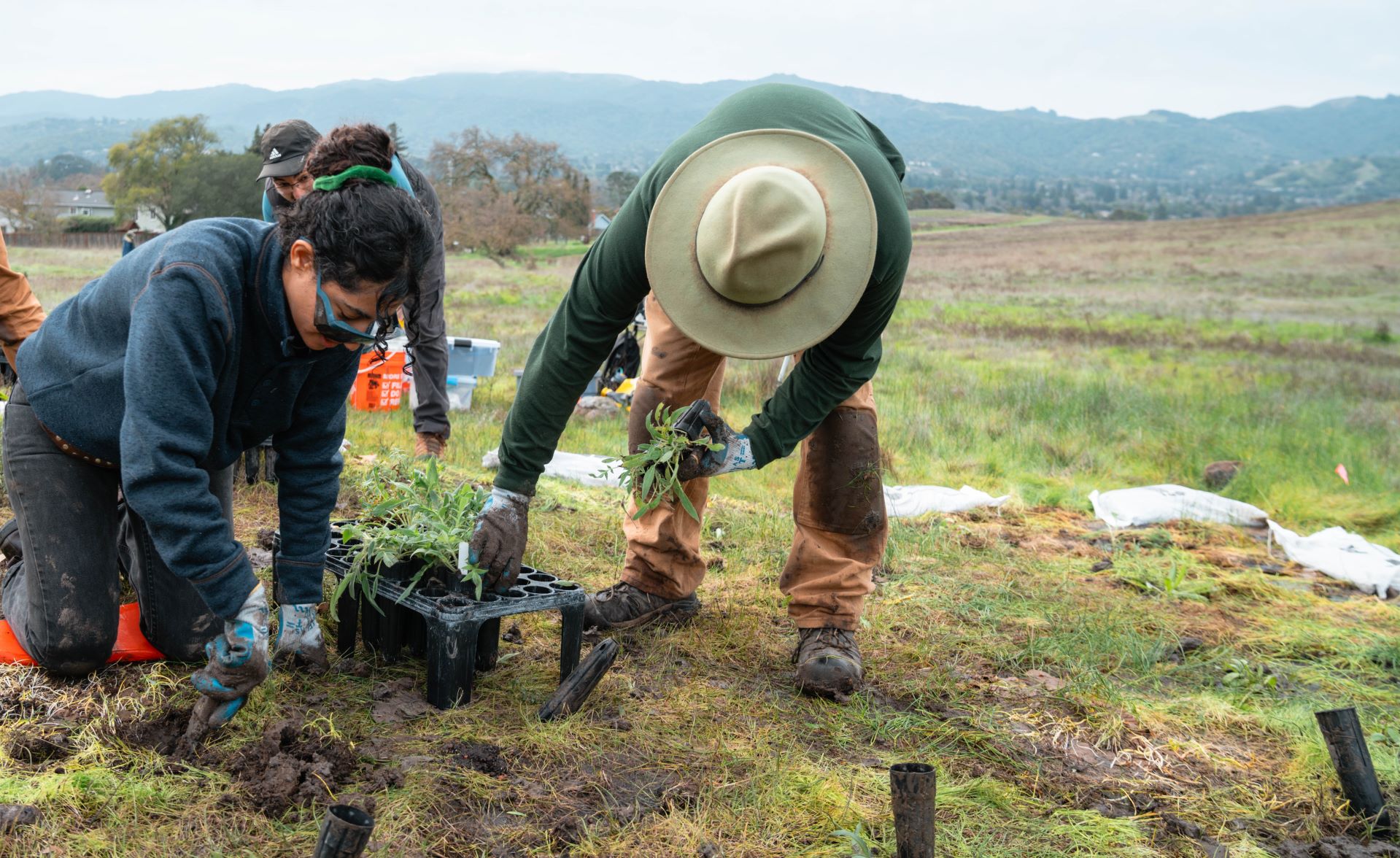 Planting milkweed for monarchs