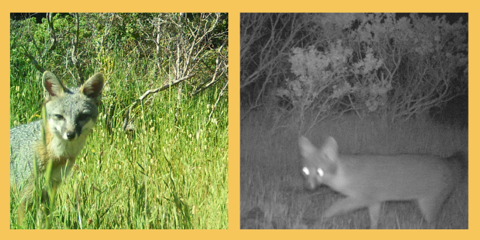 Gray foxes posing during the day and then at night