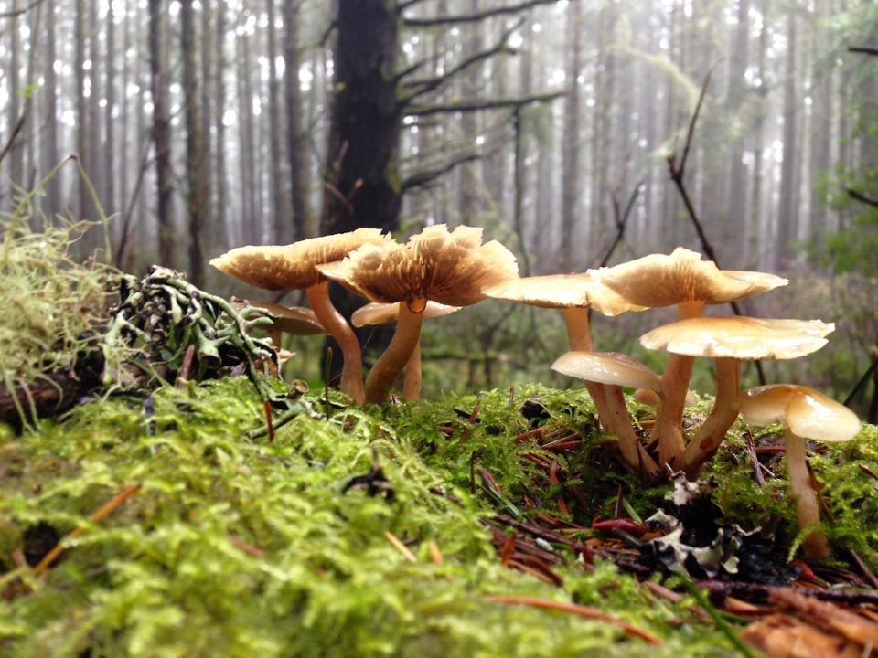 Smoky-gilled hypholoma mushrooms