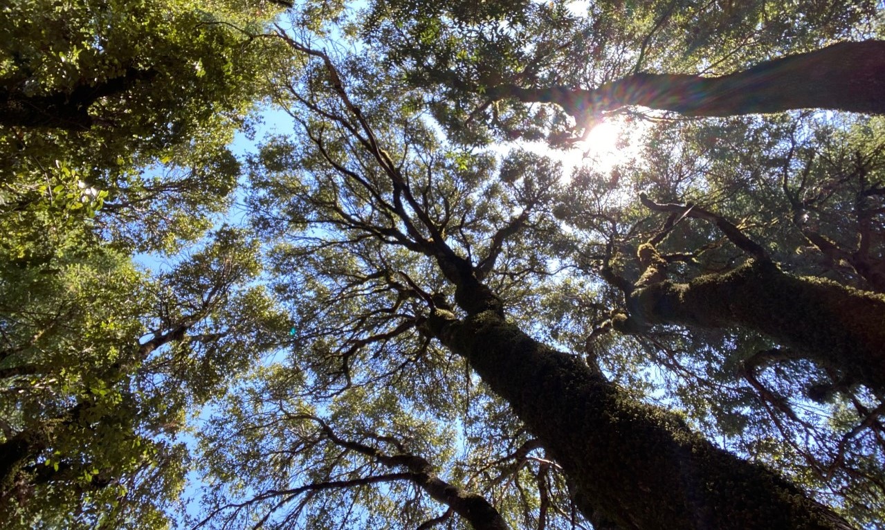 Mt Tam forest canopy