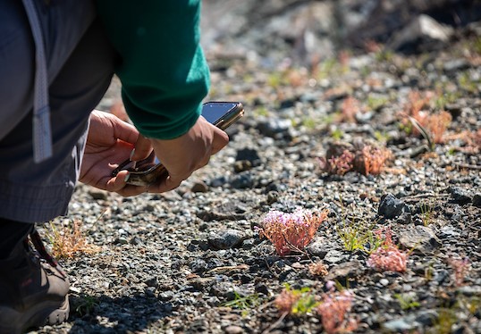 Participating in a Bioblitz