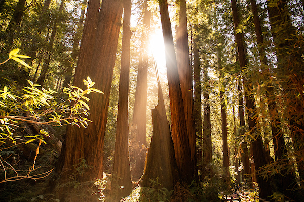 Muir Woods