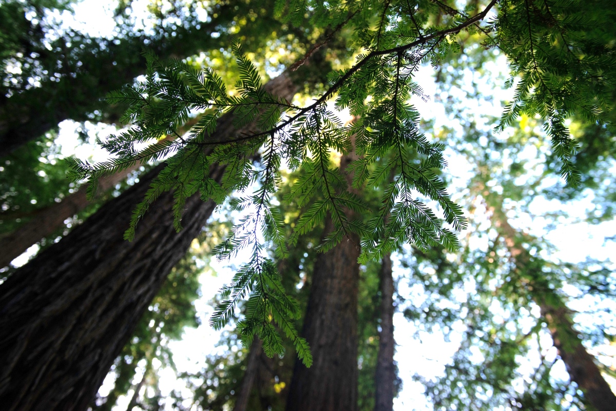 Redwood leaves at Roy's Redwoods Preserve