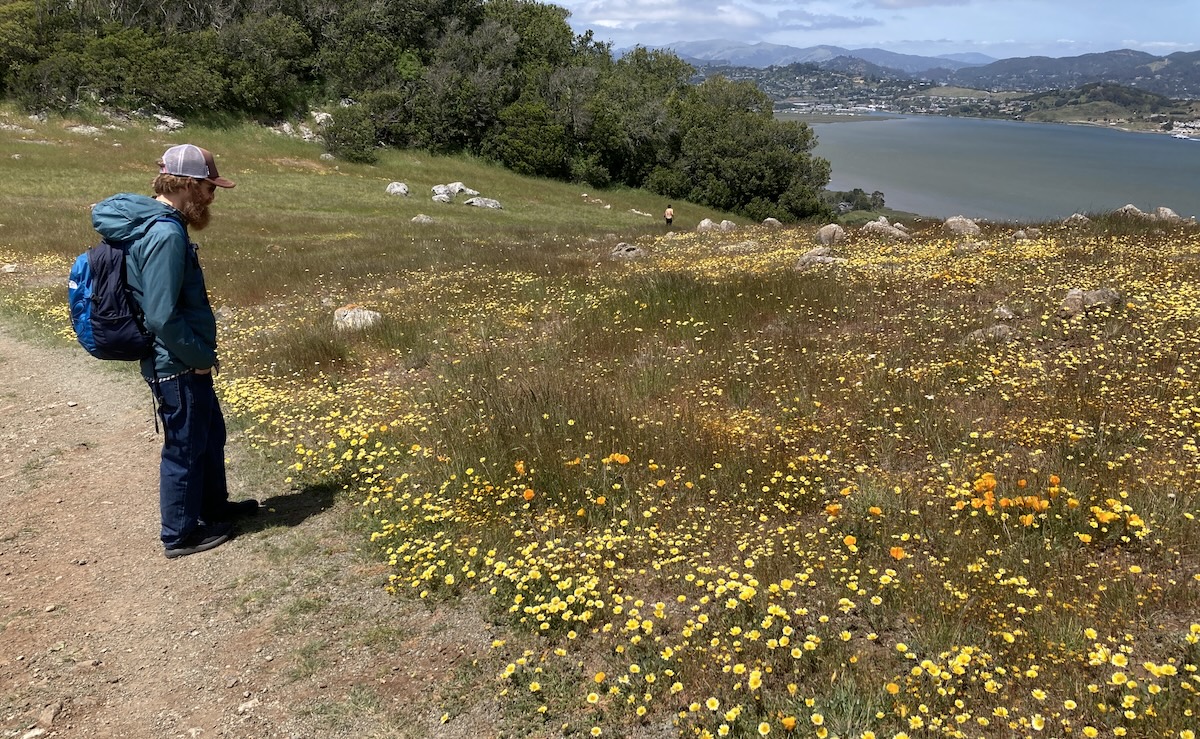 Ring Mountain Wildflowers