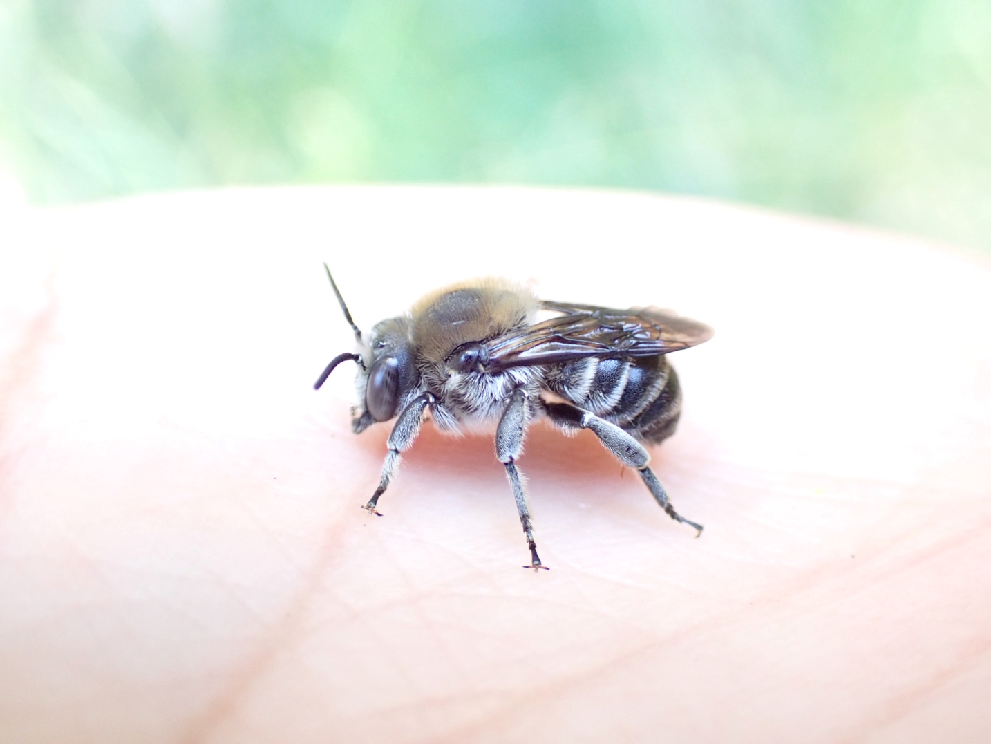 Trachusa gummifera, the San Francisco Leaf-cutter Bee