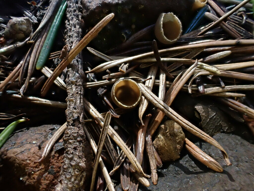 Bonfire cup by Sadie Hickey via iNaturalist