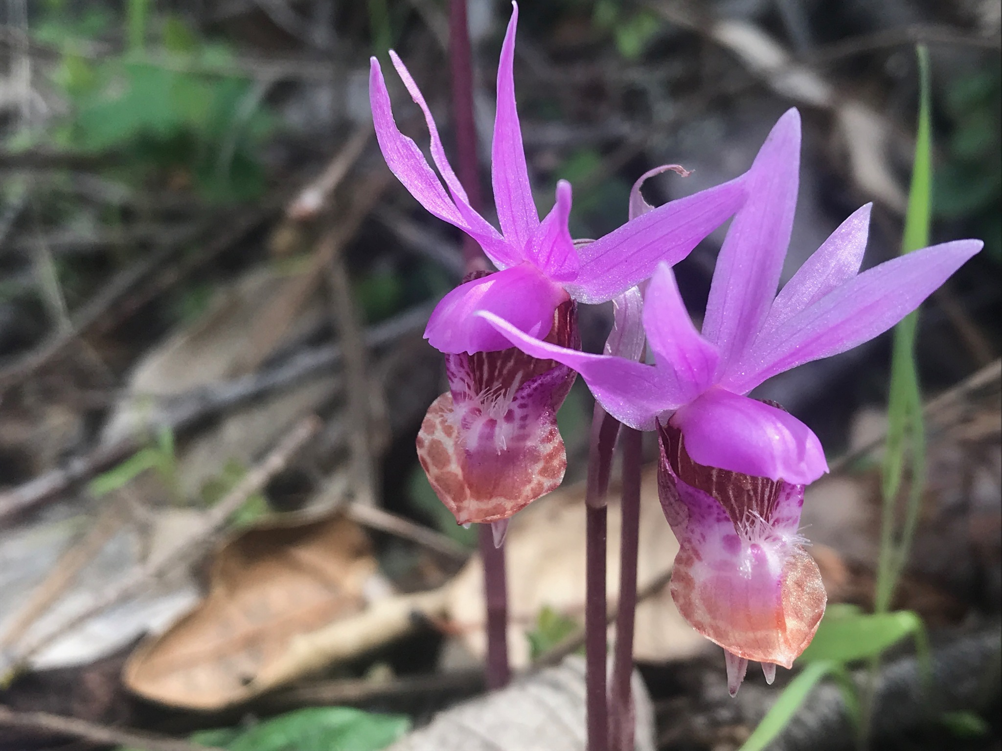 Fairy Slipper Orchid, Calypso bulbosa