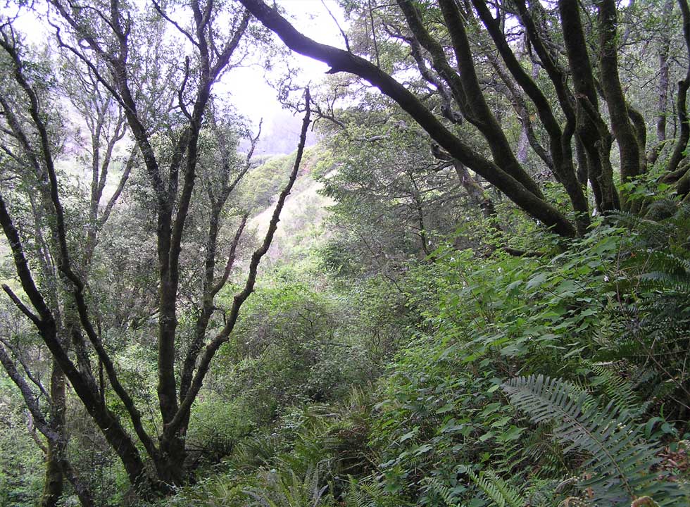 Forested hillside above Redwood Creek.